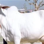667416d347f61-haryanvi-nasal-cow-204730205-16x9