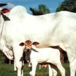 768-512-15665042-thumbnail-3x2-desicow